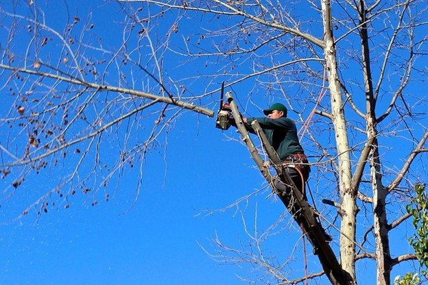 Overgrown tree canopy with dense branches before professional tree trimming and pruning service in University City, MO.