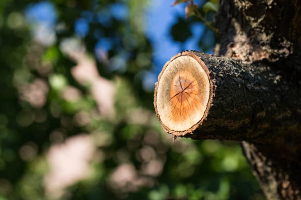 Freshly pruned tree branch showing clean, professional cuts made during expert tree trimming and pruning services by Crownline Tree Service