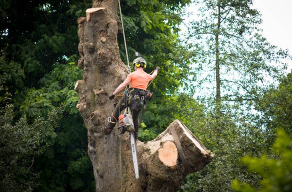 Certified arborist safely removing a large tree using climbing gear and a chainsaw during a residential tree removal project in University City, MO.