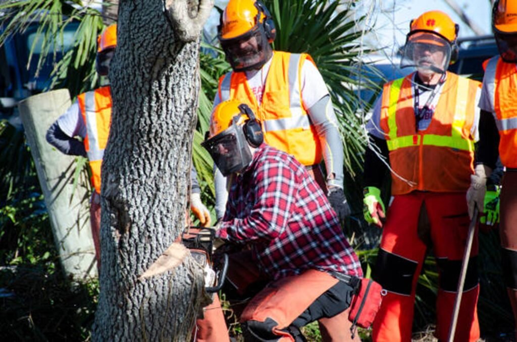 Professional tree removal crew safely cutting down a residential tree using chainsaws and protective safety equipment in University City, MO.