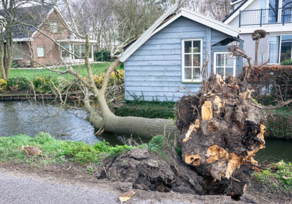 Large uprooted tree lying beside a residential property after severe storm damage, requiring professional cleanup in University City, MO.