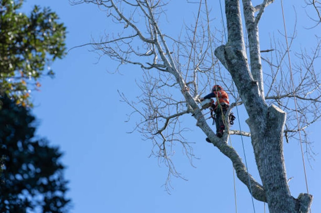 Professional arborist safely removing a large tree using climbing equipment during a residential tree removal project in University City, MO.
