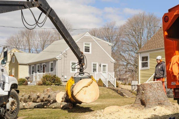 Professional emergency tree service crew cutting and removing a large fallen tree blocking a residential street in University City, MO.