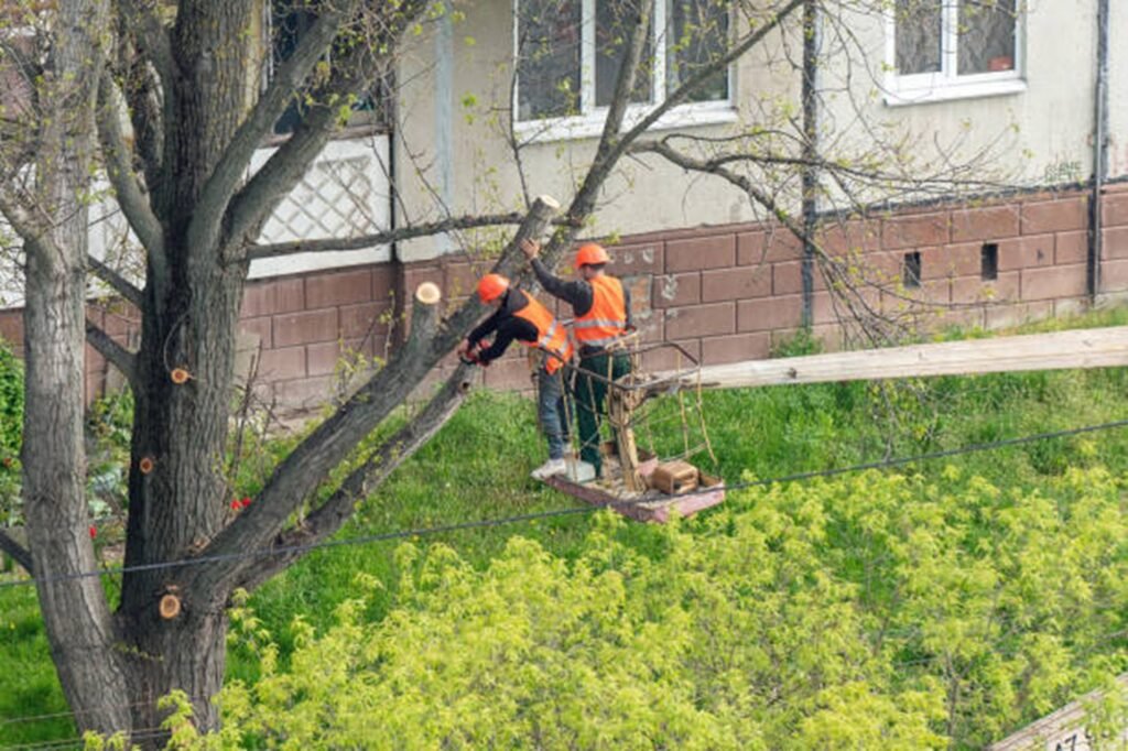 Professional tree trimming crew using an aerial lift to prune large tree branches at a residential property in University City, MO.