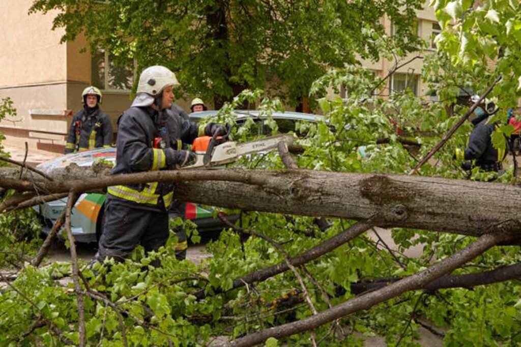 Emergency tree service crew safely cutting and removing a fallen tree blocking a residential street in University City, MO after severe storm damage.