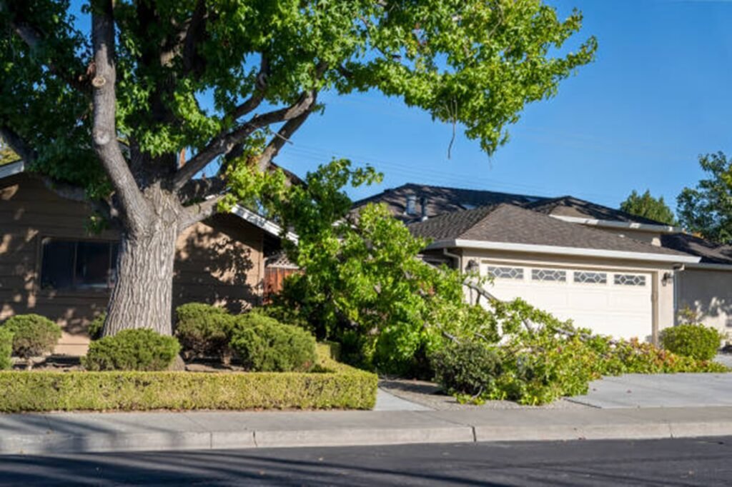 Storm-damaged tree with broken limbs blocking a residential driveway before professional storm damage cleanup in University City, MO.